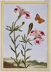 The Spotted Flower of the Incas (Peruvian Lily), c. 1766