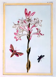 The Tuberose