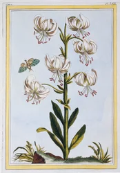 Le Martagan Blanc