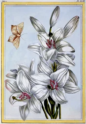 The Great White Lily