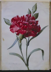 A Dark Red Carnation, 1822