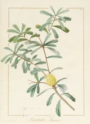 Banksia Marcescens