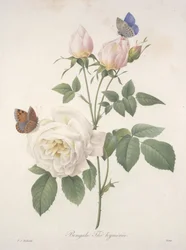 Bengale Thé hyménée, from Choix Des Plus Belle Fleurs et des Plus Beaux Fruits, 1827