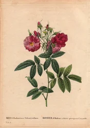 Botanical Board, Flower, Rose Variete: Hudson rose with flowers almost in Corymbe