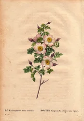 Pimprenelle rose with stems without spines (Rosa pimpinelli folia inermis)