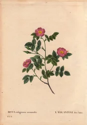 Botanical Board, Flower, Rose Variete: The Eglantine of the Woods