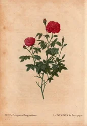 Botanical Board, Flower, Rose Variety: The Pompon of Burgundy (Rosa Pomponia Burgundiaca). Unknown origin, existing variety before 1664. In 