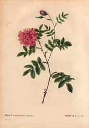May Rose (Rosa cinnamomea maialis)