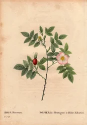 Botanical Board, Flower, Rose Variety: Mountain Rose with bidentee leaflets (Rosa Biserrata). Collected by Doctor Merat before 1812 at Mont Valerien near Paris, France. In 