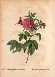 Botanical Board, Flower, Rose Variety: Rose Agathe Prolifere