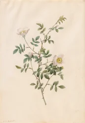 Brier Bush Rose or Dog Rose (Rosa Sepium Rosea)