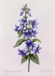 Campanula