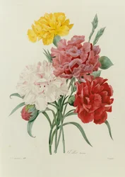 Carnations, from "Choix des Plus Belles Fleures"