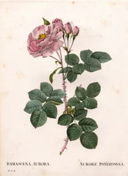Celeste rose, Rosa alba variety