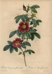 Cinnamon rose, Rosa majalis
