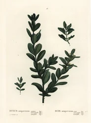 Common box, European box or boxwood, Buxus sempervirens. Handcoloured stipple engraving after an illustration by Pierre-Joseph Redoute from Henri Louis Duhamel du Monceau
