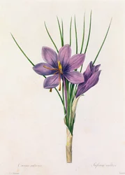 Crocus Sativus