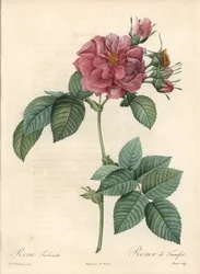 Frankfurt Rose - Illustration by Pierre Joseph Redoute, from Les Roses