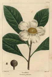 Franklinia tree, Gordonia pubescens (engraving)