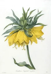 Fritillaire, from Choix Des Plus Belle Fleurs et des Plus Beaux Fruits, 1827