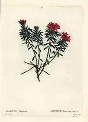 Garland flower rose gold daphne, Daphne cneorum