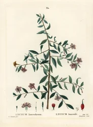 Goji Berry or Chinese Wolfberry, Lycium barbarum