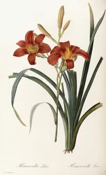 Hemerocallis Fulva - Tawny Daylily