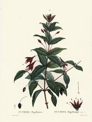 Hummingbird Fuchsia, Fuchsia magellanica