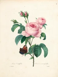 Hundred-Leaved Rose, engraved by Langlois, from Choix des Plus Belles Fleurs et des Plus Beaux Fruits, Vol. I