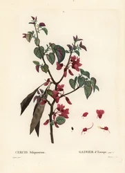 Judas Tree, Cercis Siliquastrum