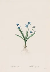 The Lilies: Scilla amaena