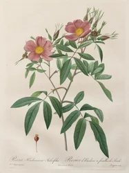 The Roses: Rosa Hudsoniana Salicifolia