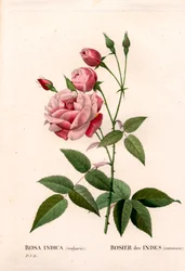 Old blush rose, Rosa chinensis, Indian rose common