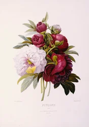 Peonies, Engraved by Prevost