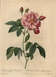 Pink and white Gallic rose or French rose, Rosa gallica
