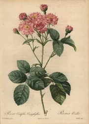 Pink Carnation-Petal Cabbage Rose, Rosa Centifolia