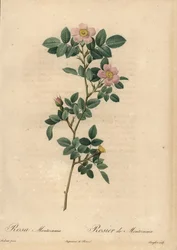 Pink rose, Rosa montezuma