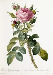 Rosa Bifera macrocarpa