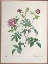Rosa Cinnamomea Maialis, Engraved by Chapuy, Published by Remond
