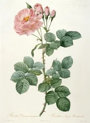 Rosa Damascena Aurora, Rosier Aurore Poniatowska from La Couronne de Roses