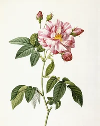 Rosa Gallica Versicolor
