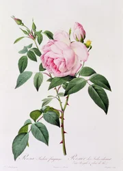 Rosa Indica Fragans