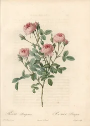Rose de Meaux a fleurs roses - Etching by Langlois, from an illustration by Pierre Joseph Redoute (1759-1840), from Les Roses