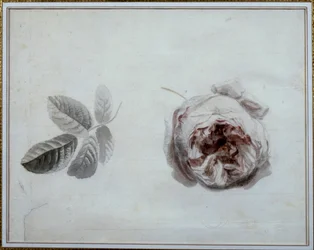Rose Study by Pierre Joseph Redoute (1759-1840) 19th Century Malmaison, Chateau Museum