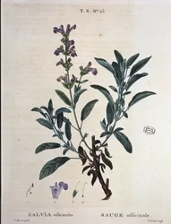 Sage officinale - in "Nouveau Duhamel ou traité des arbres et shrustes que le crove en France", drawings by P.J. Redouté and P. Bessa, Paris