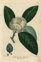 Small magnolia tree or white bay, Magnolia glauca