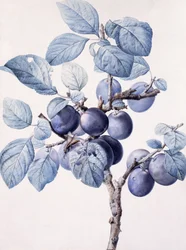 The Branch of a Plum-Tree Bearing Fruit with a Wasp Drinking Water on a Leaf