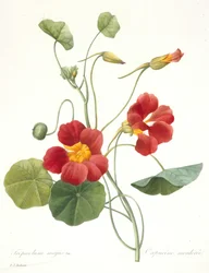 Tropaeolum majus Garden Nasturtium