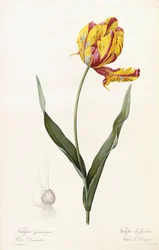 Tulipa Gesneriana - Tulip of the Gardens