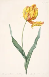Tulipa Gesneriana var. Dracontia Parrot Tulip, 1816